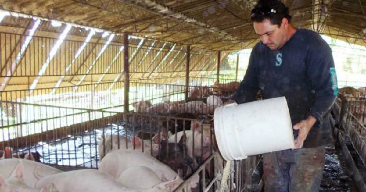 Yony suministraba cerdos al Estado desde 2013. (Foto de archivo) © Granma.
