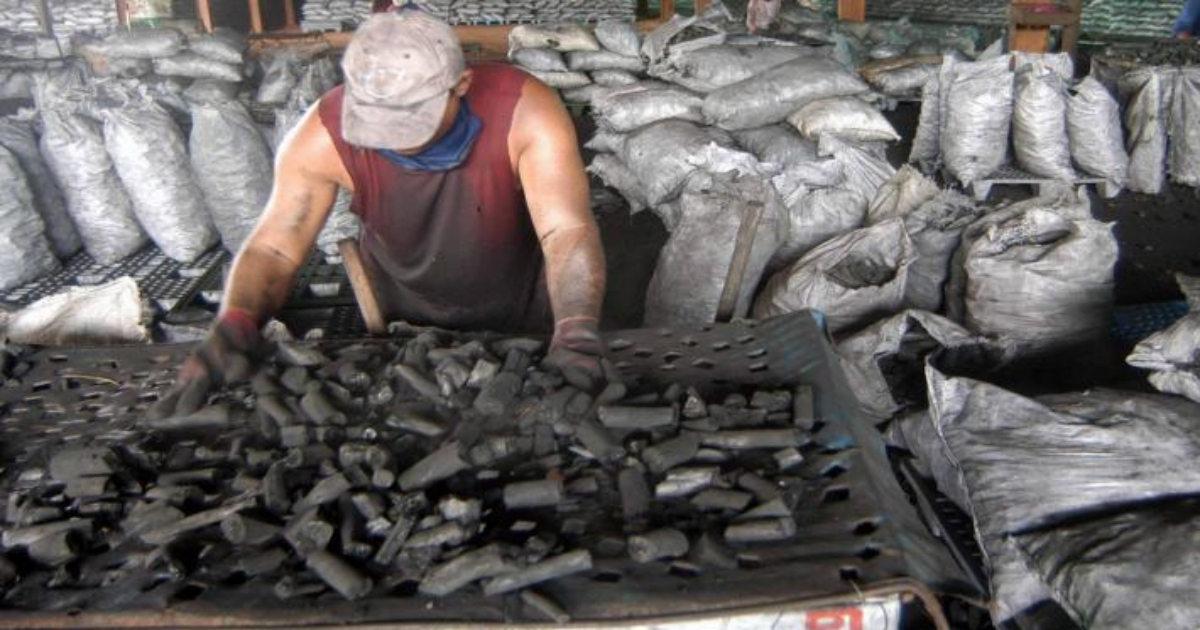 Un productor de carbón de marabú en Cuba. © Radio Surco