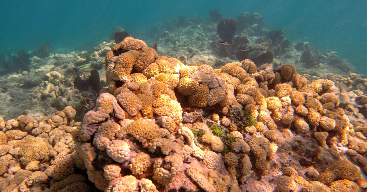 Arrecife coral en Cayo Hueso, Florida (imagen de referencia) © Flickr / Snorkeling Dives