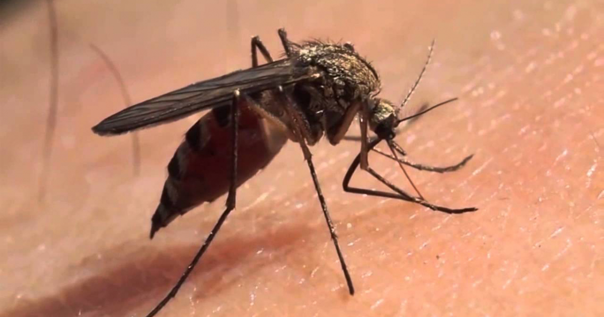 Aedes aegypti © Wikipedia