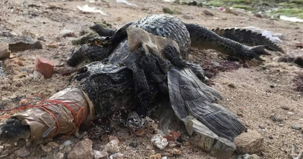 Cocodrilo asesinado en la costa habanera © Lorena González Casuso/ Facebook