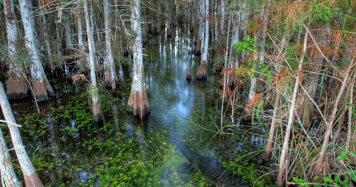 Everglades de Florida © Wikipedia