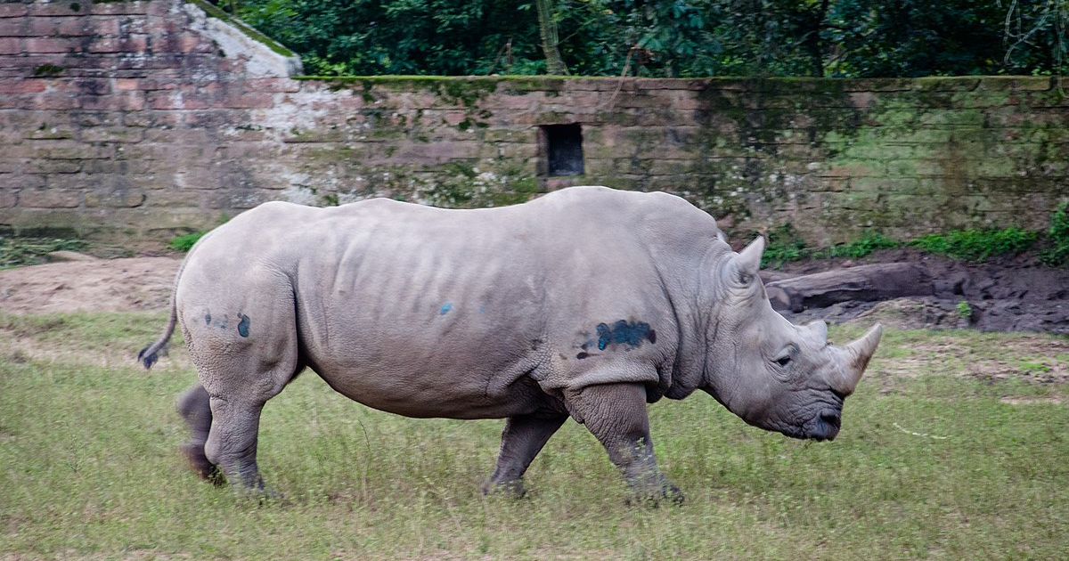 Rinoceronte © Wikimedia Commons