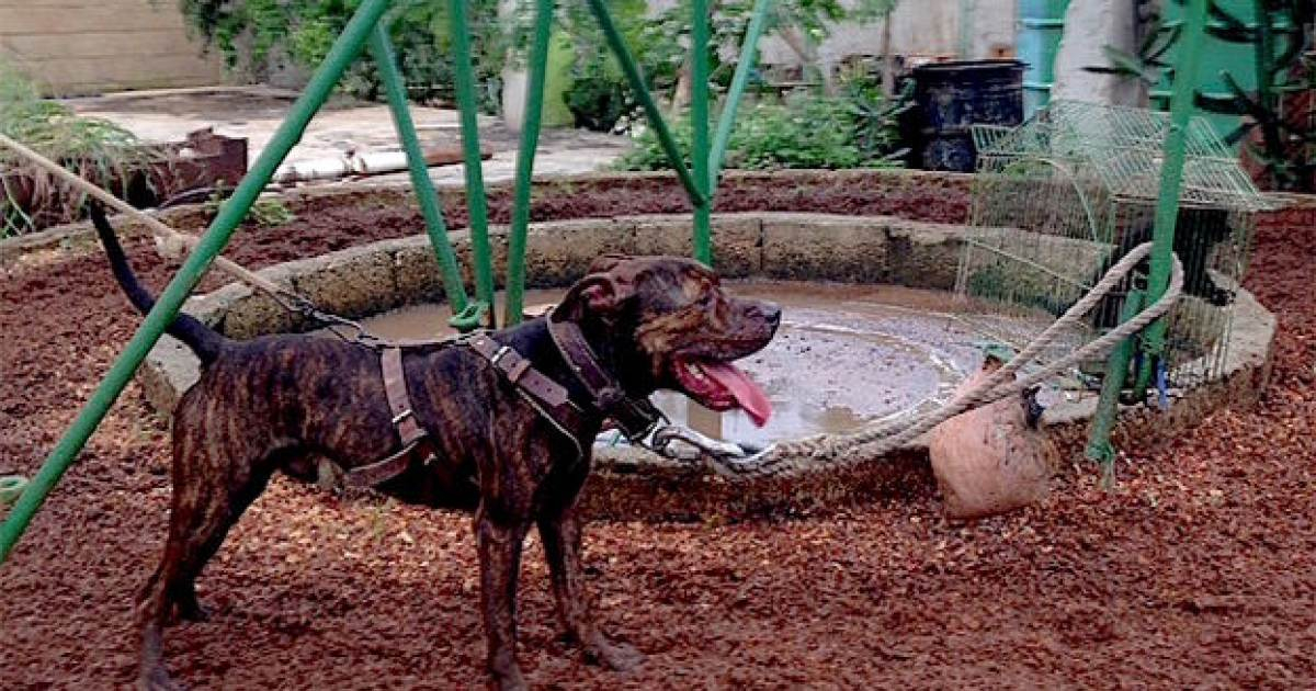 Peleas de perro (imagen de referencia) © CiberCuba