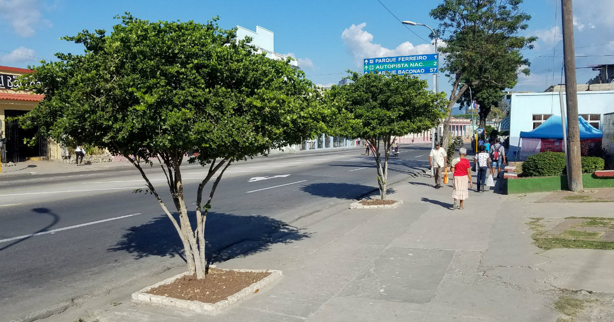 Los árboles que preocupan a los santiagueros © CiberCuba / José Roberto Loo Vázquez