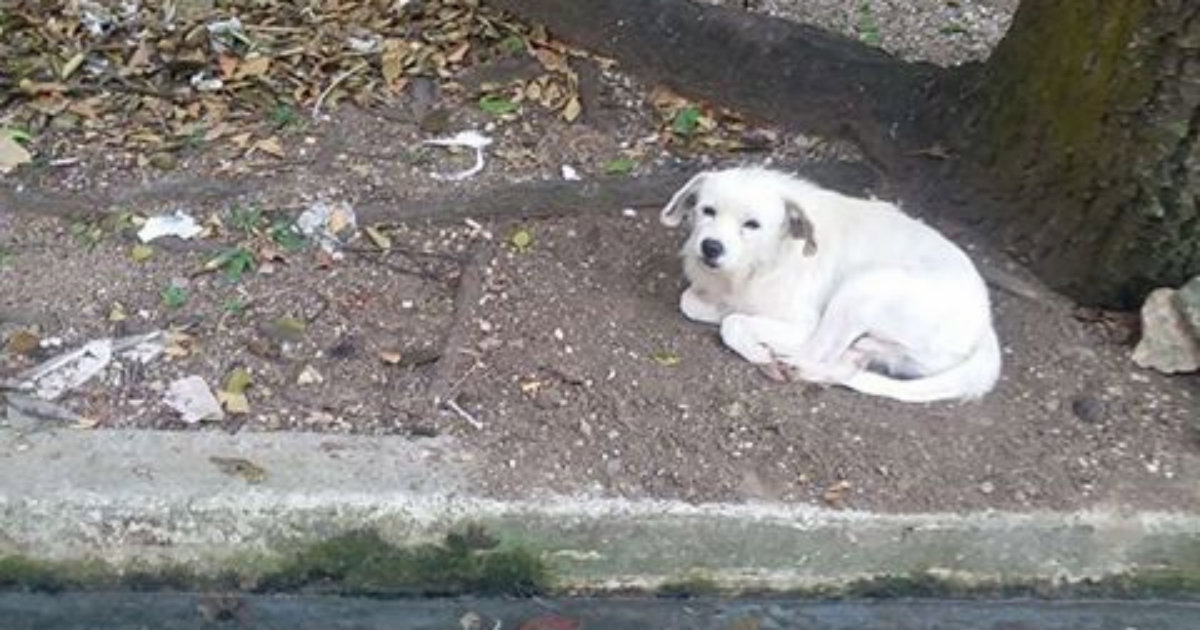 El perrito que ha sido abandonado por su dueña tras una mudanza © Facebook/CEDA