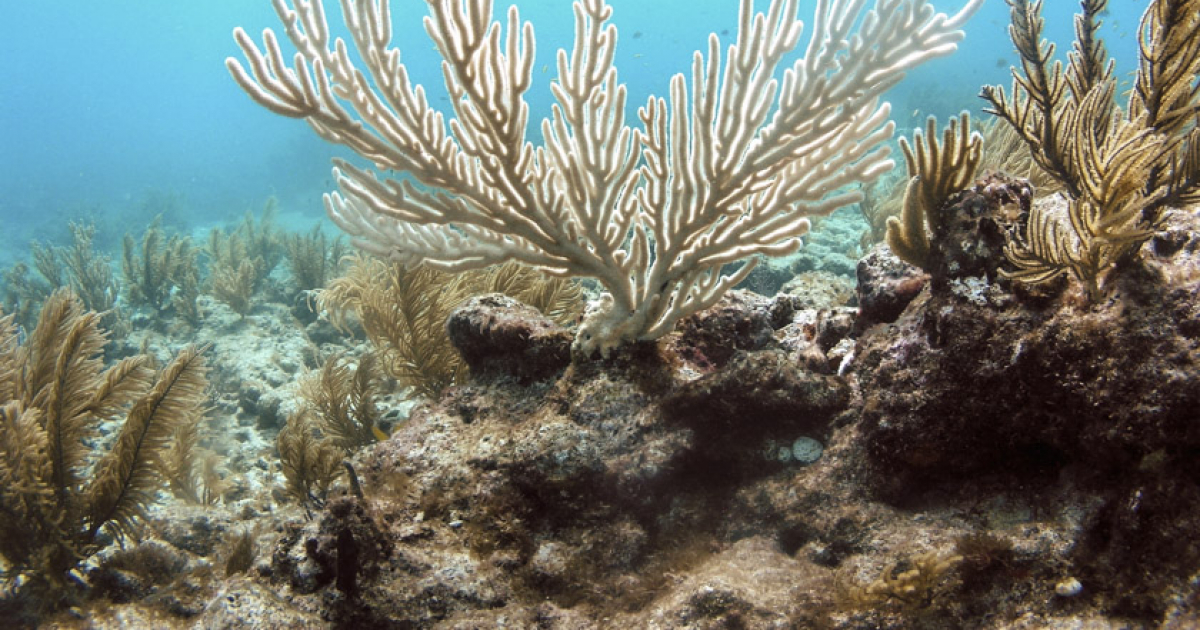 Arrecife de coral en Islamorada, Florida © Flickr