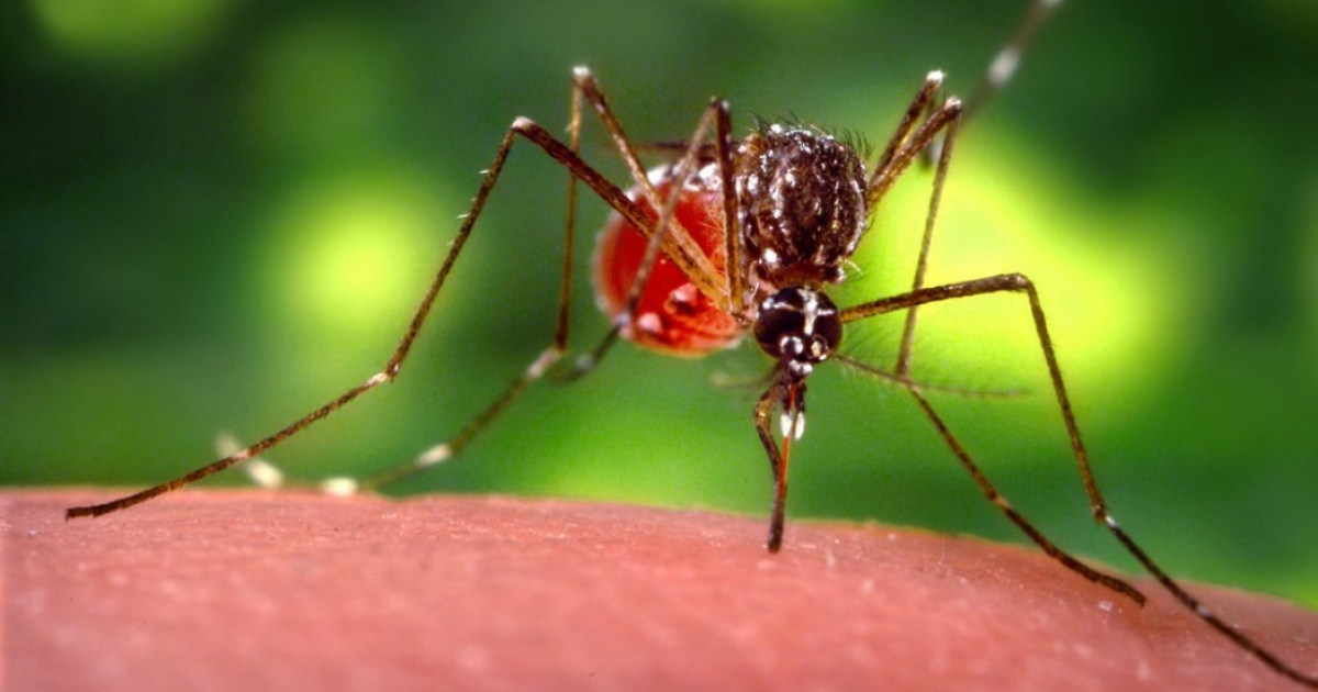 Mosquito Aedes aegypti © Public Domain Files
