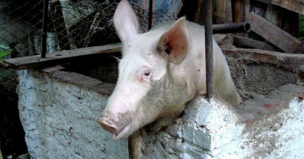 Cría de cerdos en Cuba para la alimentación de las familias © CiberCuba
