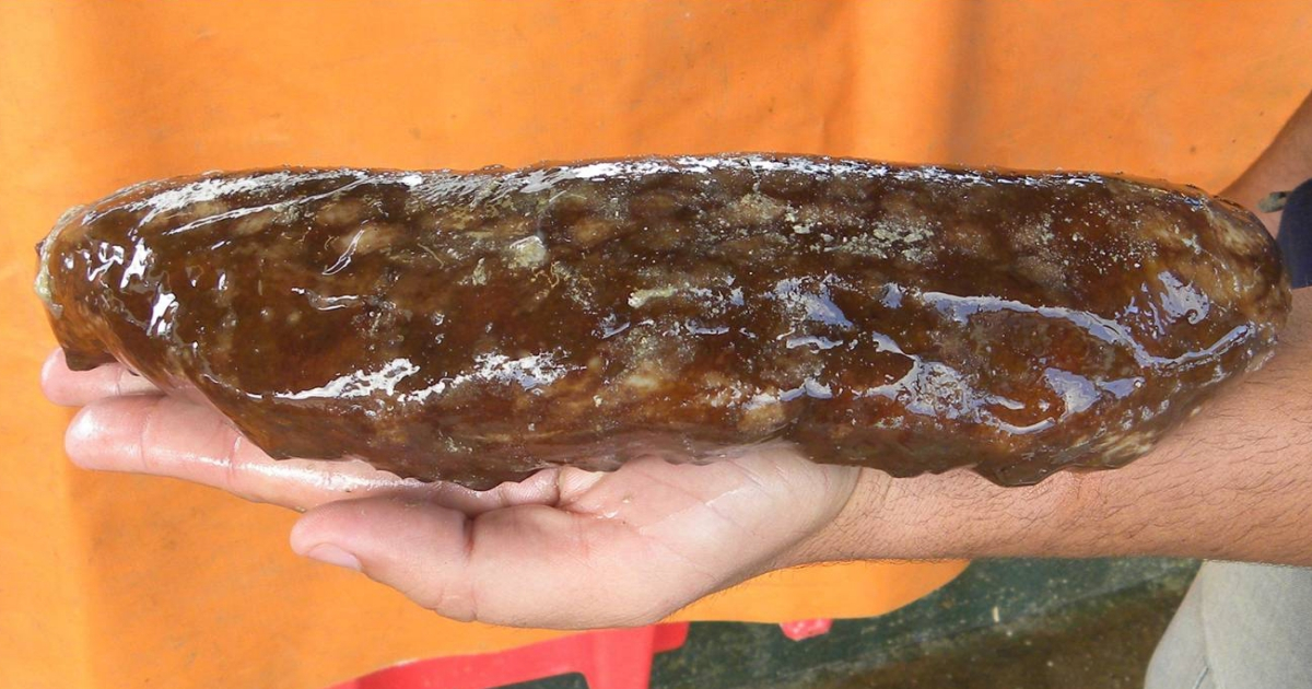 Un ejemplar de pepino de mar. © Radio Guamá