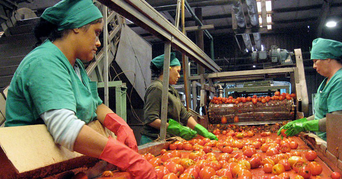 Fábrica de Ciego de Ávila trabaja en la producción del tomate © Invasor