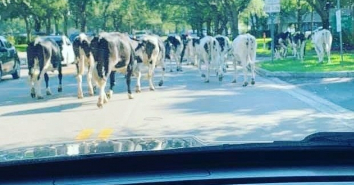 Vacas en las calles de Miami Lakes, en Florida. © Twitter / Manny Cid