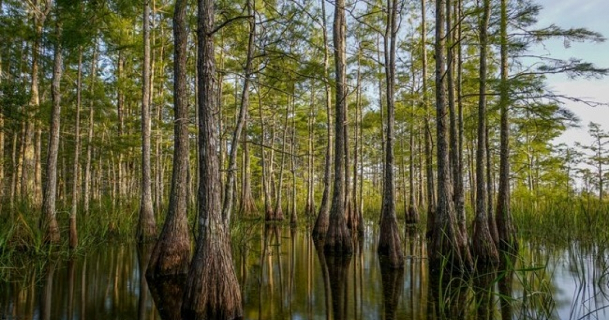 Reserva Nacional Big Cypress, en Florida © nps.gov