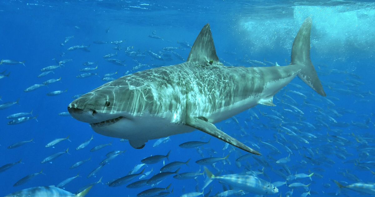 Tiburón blanco en una imagen de archivo © Wikimedia Commons