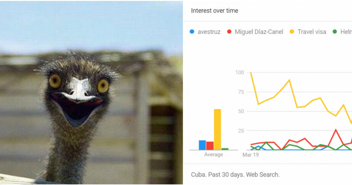 Tendencias de la palabra "avestruz" en Google. © Noticieroshotv y Google Trends