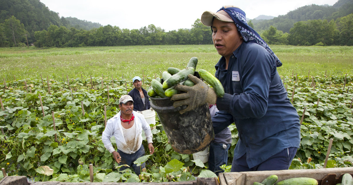 Trabajadores migrantes cargan pepinos en un camión en Blackwater, Virginia © Flickr / Bread for the World
