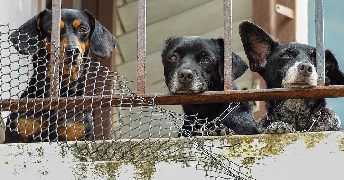 Tres perros callejeros en La Habana © CiberCuba