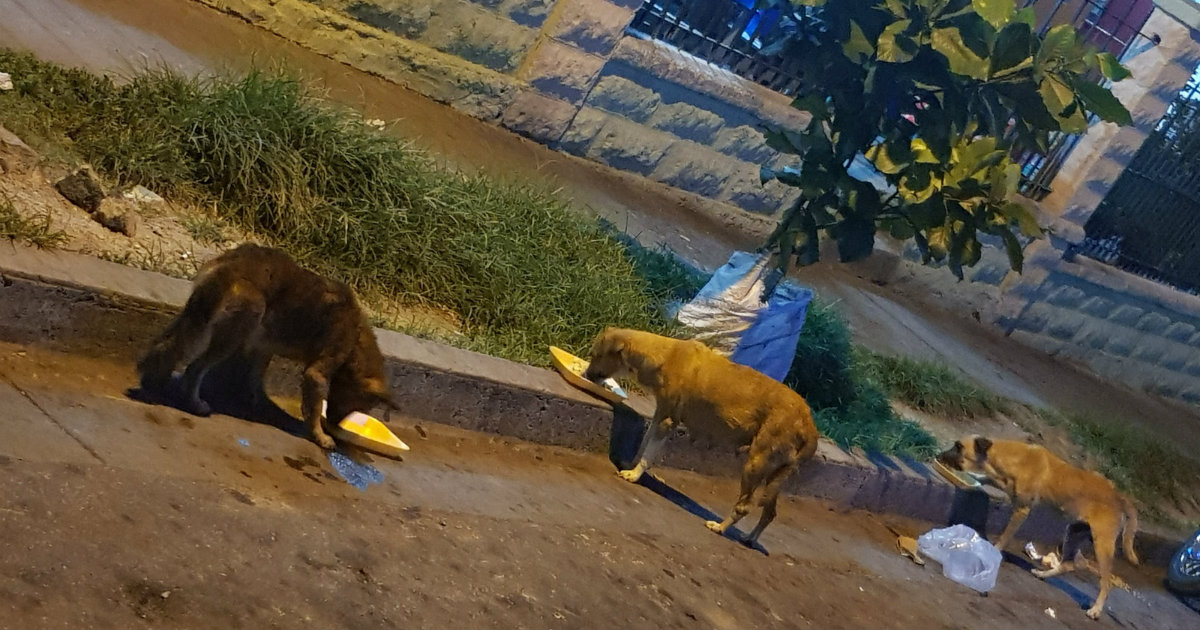 Realizan caminatas para dar de comer a los perros callejeros © CiberCuba / José Roberto Loo Vázquez