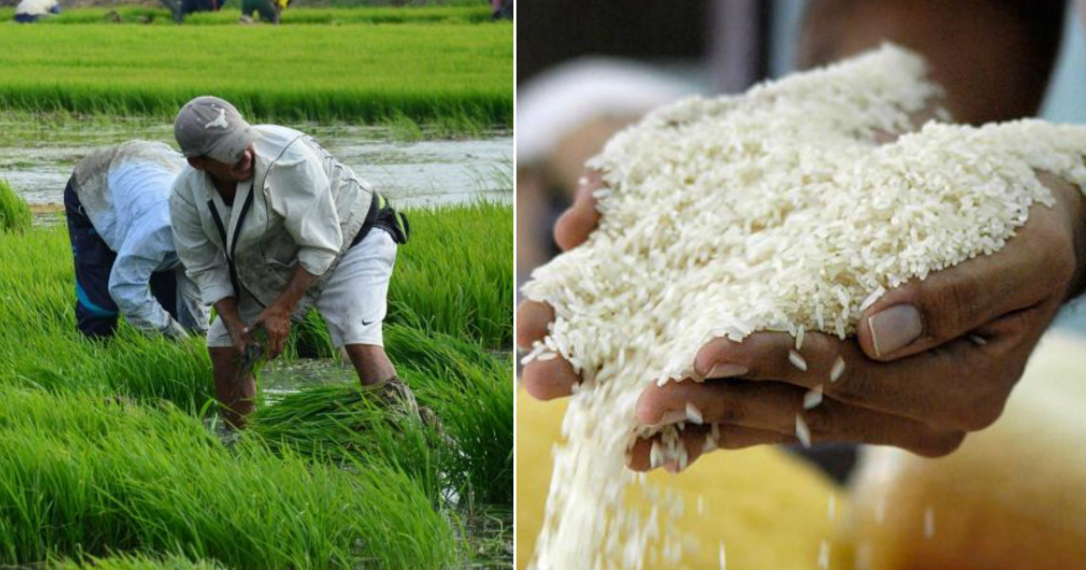 Productores colombianos de arroz (i) y Arroz a granel (d) © Collage Flar.org / Pixabay