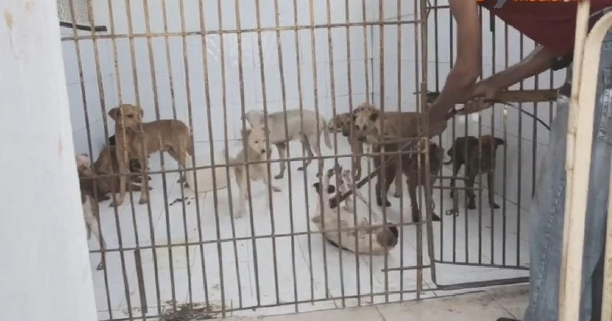 Un trabajador de Zoonosis tira un perro a la perrera. © Captura de video en Youtube