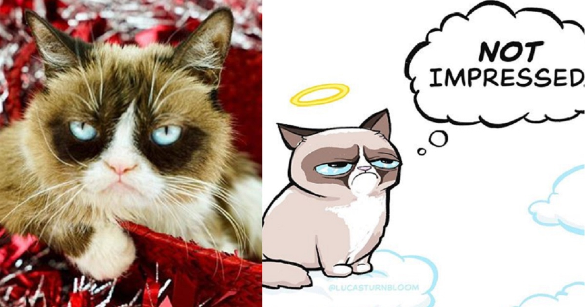 Grumpy Cat / Meme © Instagram / Real Grumpy Cat