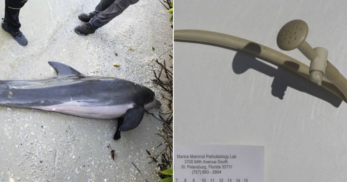Delfín encontrado en Fort Myers, Florida, y la manguera que le extrajeron © Comisión de Conservación de Vida Silvestre y Pesca de Florida