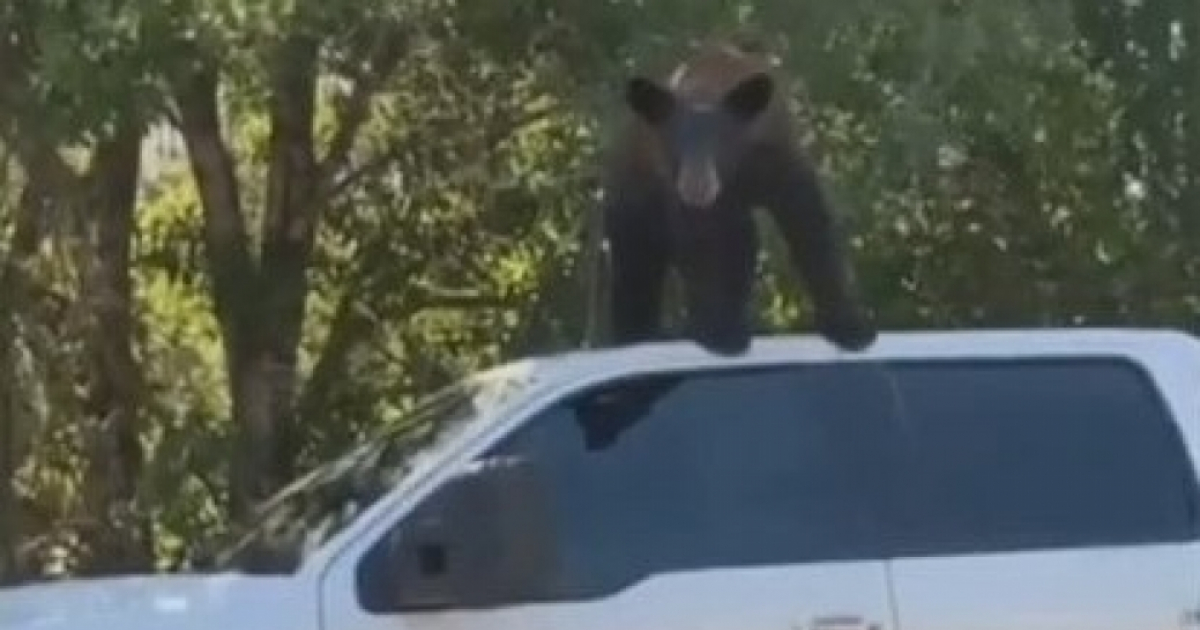 Oso encima de la camioneta © Captura de video en Youtube
