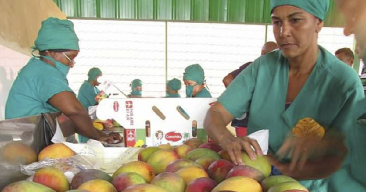 Procesamiento de mangos frescos en Cuba © Invasor