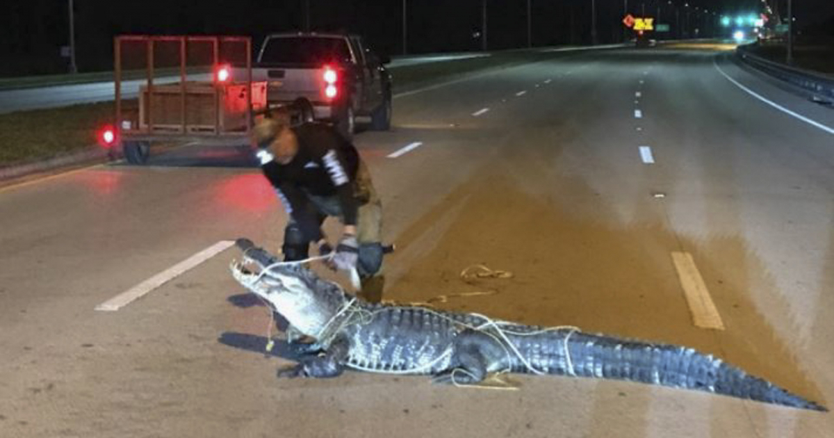 Momento en que remueven al cocodrilo de la carretera © Policía del Condado de Collier