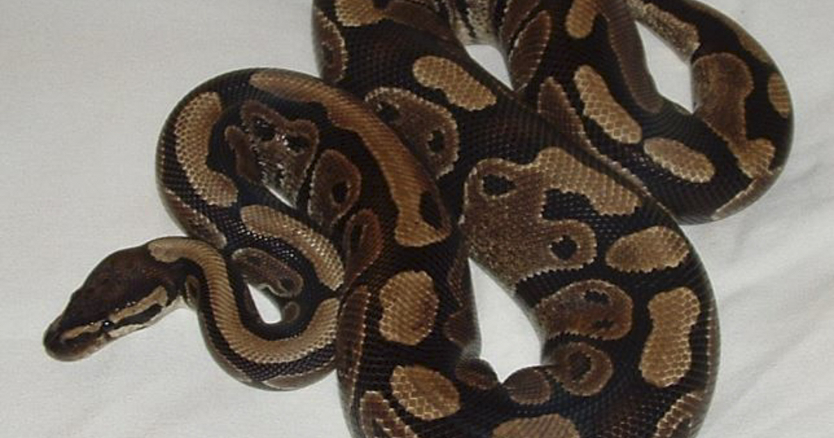 Serpiente pitón © Wikipedia