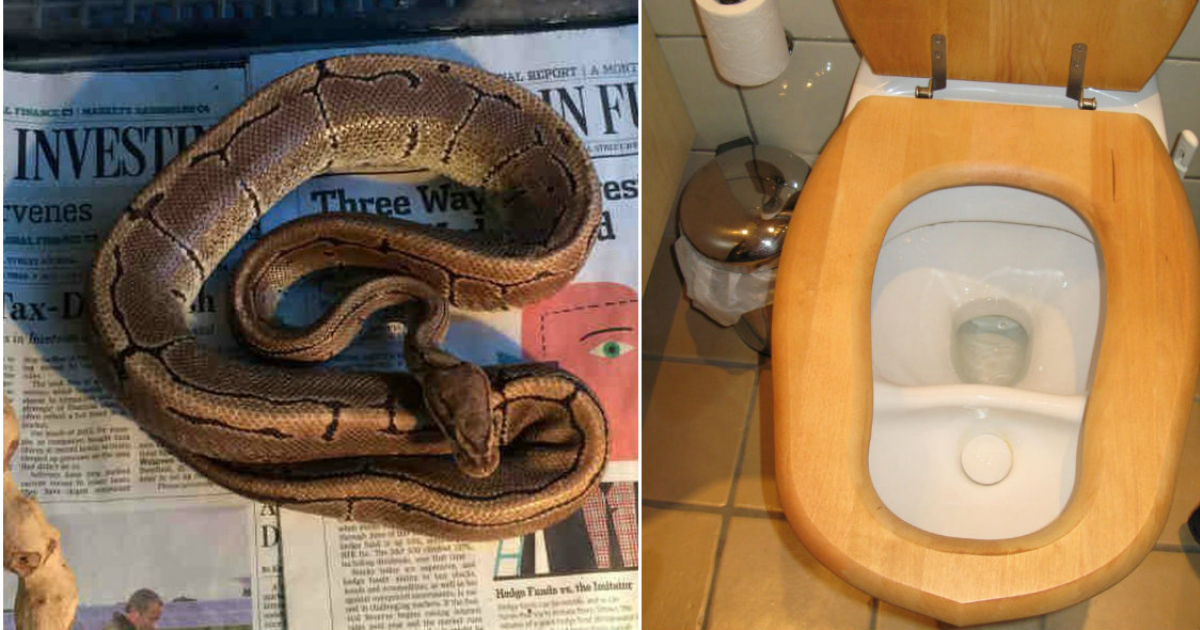 Una serpiente pitón (i) y un inodoro (d) (imágenes de referencia). © Collage Twitter /Sun Sentinel - YouTube/screenshot