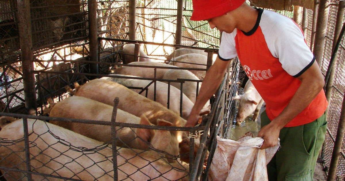 Yoni alimentando cerdos en 2013 © Trabajadores