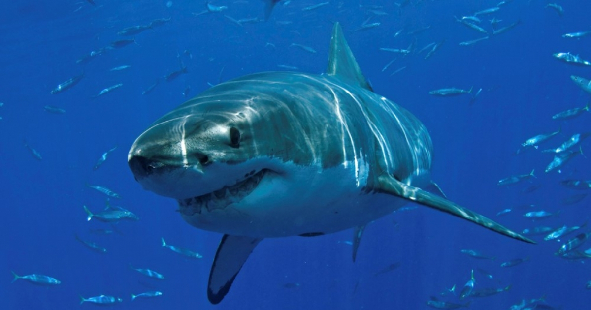 Tiburón blanco (imagen referencial). © Flickr / SEMARNAT