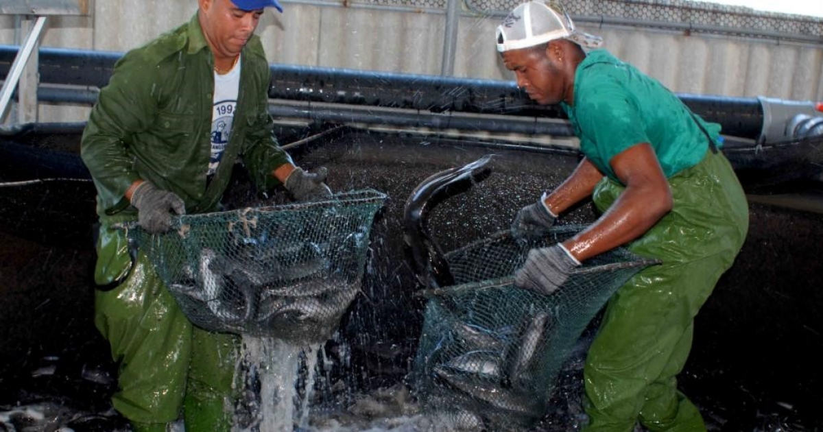 Trabajadores cubanos recolectan clarias © Trabajadores/ Heriberto González Brito