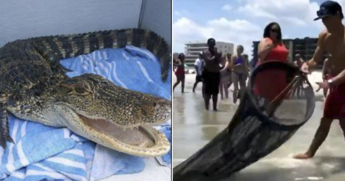 Alligator y momento en que lo extraen de la playa en Florida © WOKV News