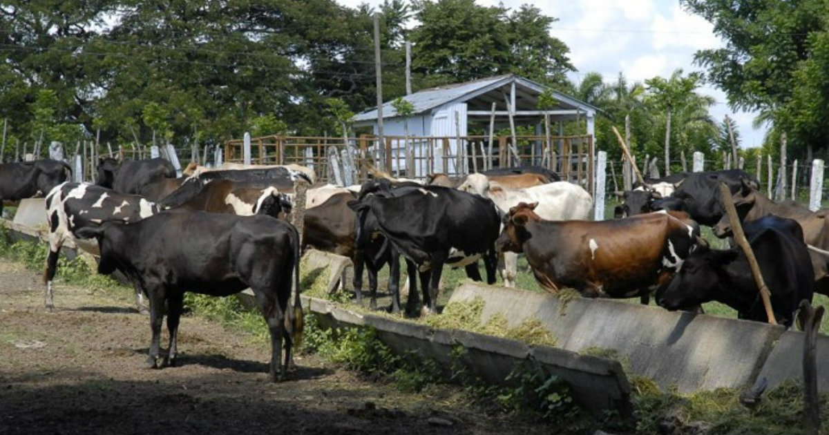 Vacas en Cuba © Radio Rebelde