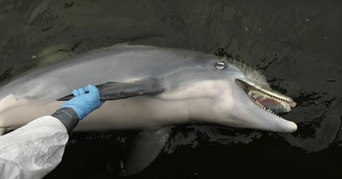 Delfín muerto © planetaazul.com