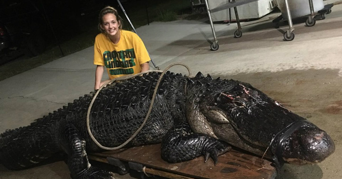 Captura del alligator de 12 pies y 463 libras © Facebook / Vaughan Gators, LLC