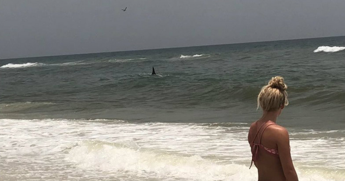 Un tiburón martillo nada en Navarre Beach © Facebook / Navarre Beach Fire Rescue