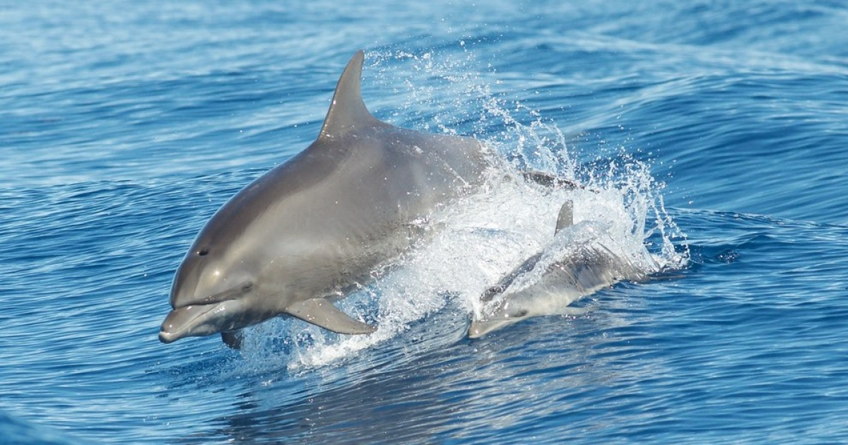 Delfín © Flickr/ Brandon Trentler