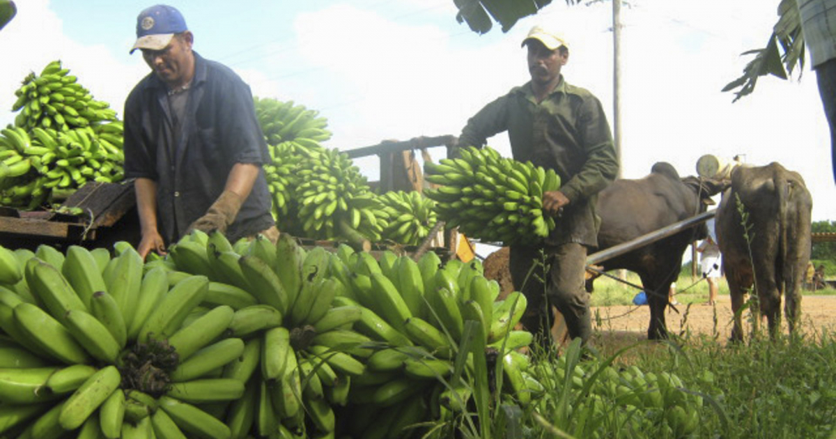 Productores de plátanos en Cuba © Televisión Avileña