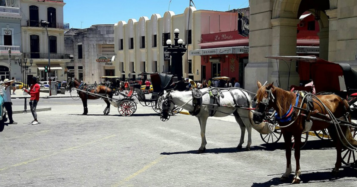 Caballos bajo el sol en La Habana Vieja © Facebook / Julio Carrillo Hernández