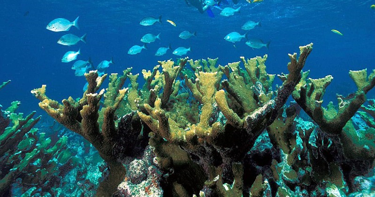 Corales © Wikipedia