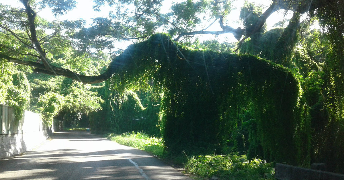 Árbol cuyas ramas se extendían sobre la carretera y recreaban de forma natural la silueta de un mamut © Facebook / Amigos del Motor