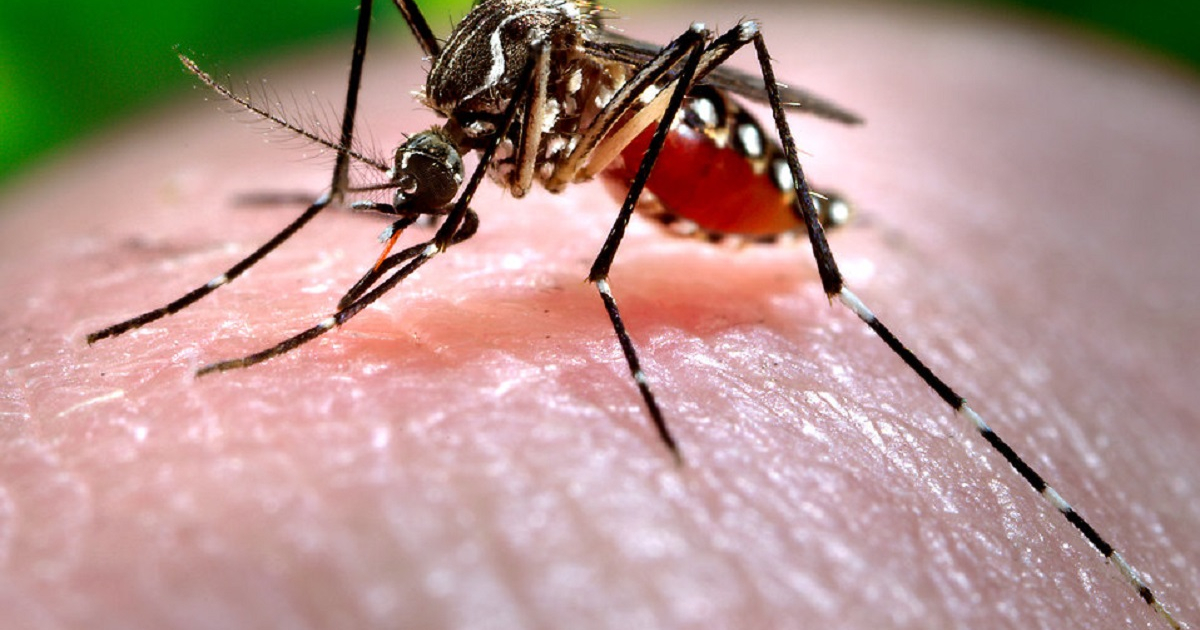 Mosquito transmisor de Zika © freestockphotos.biz