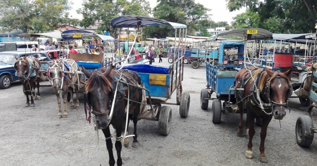 Coches de caballo que hacen de taxis en Sancti Spíritus © CentroVisión Yayabo/ Facebook