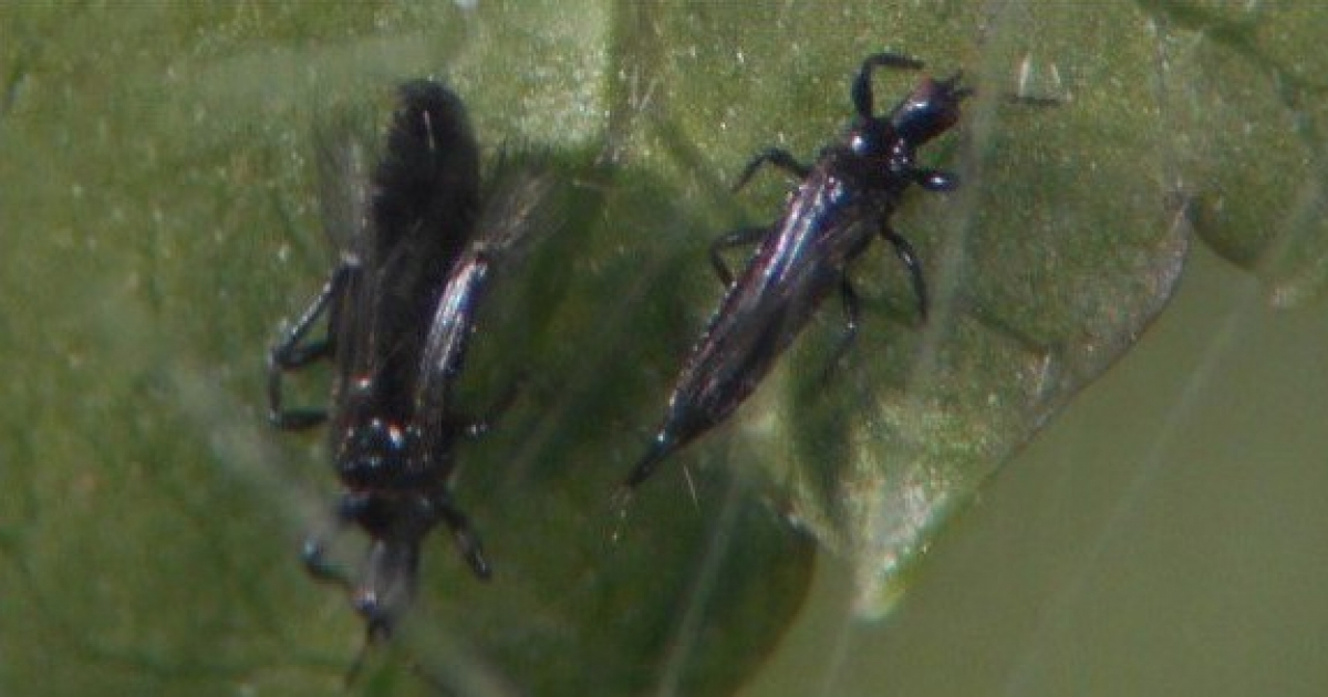Escarabajos Pseudophilothrips ichini © Twitter/ Carey Minteer (Minteer BioControl of Weeds Lab)