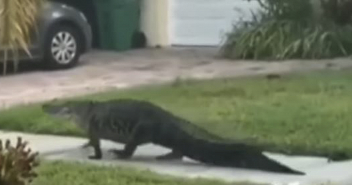 Alligator visto en un barrio del suroeste de Miami-Dade el viernes © YouTube