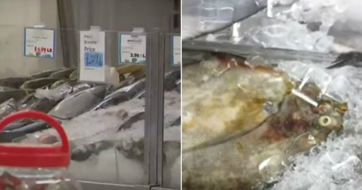 Pescado en mal estado de la tienda China Supermarket © Captura de video / Local 10 News