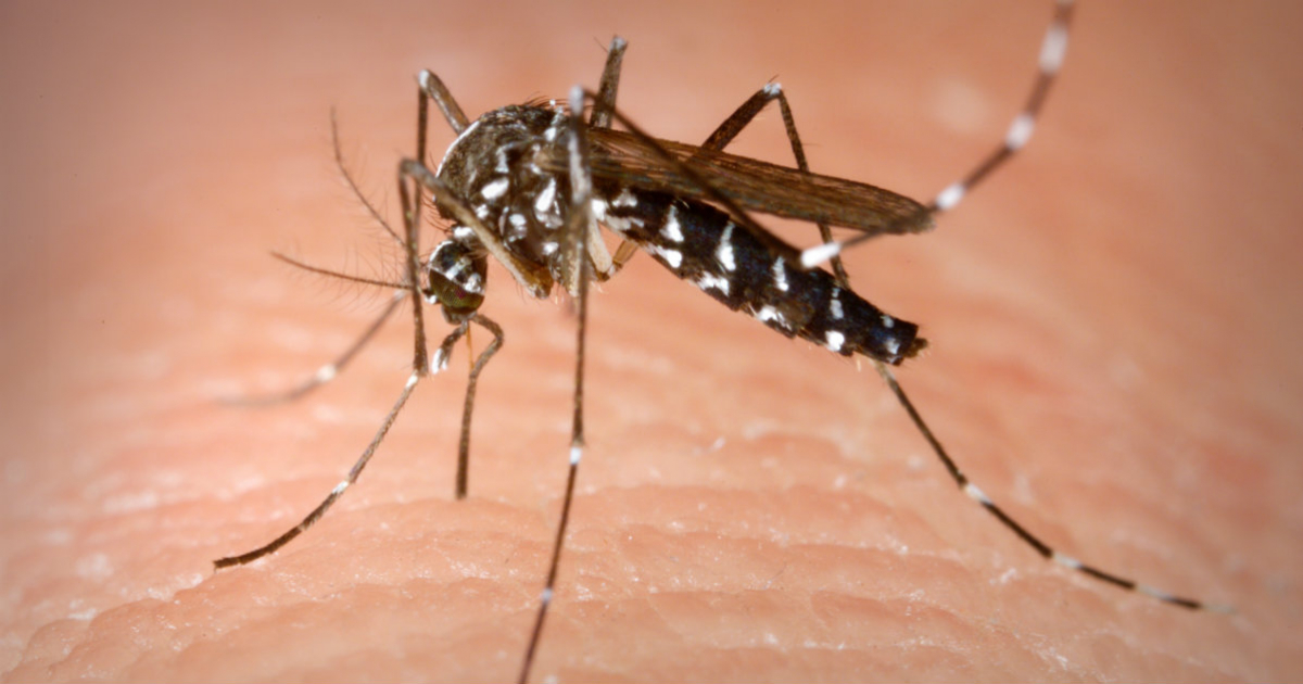 Aedes Albopictus © Wikimedia Commons / James Gathany - CDC